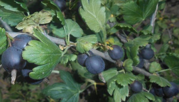 Photo of the eshta berry, its cultivation and care