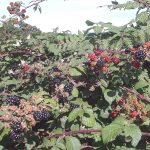  Photo of proper cultivation and care of blackberries