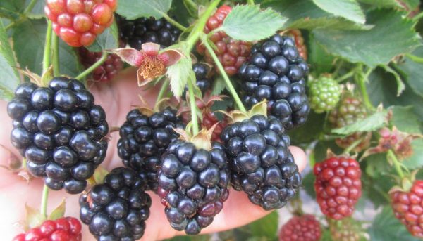 Photo of caring for garden blackberries for the winter