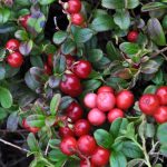 Photo of garden lingonberry varieties