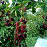 Photo of proper planting of blackberries