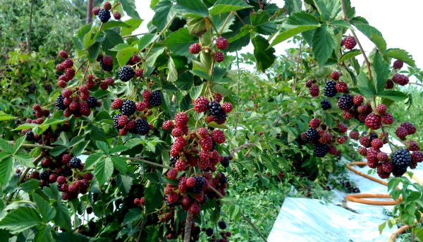 Photo of correct planting of blackberries