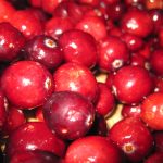 Photo of American cranberry varieties