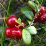 Photo of garden cranberry