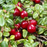 Photo of large-fruited cranberry varieties