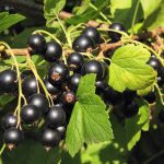 Photo of planted black currants