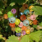Photo of multi-colored tall currants