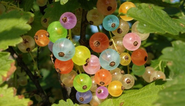 Photo of multi-colored tall currant
