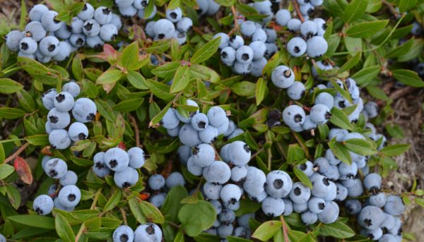 Photo of winter-hardy blueberry varieties