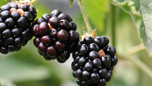 Photo of the thornless blackberry