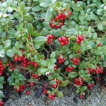 The main medicinal properties of lingonberries