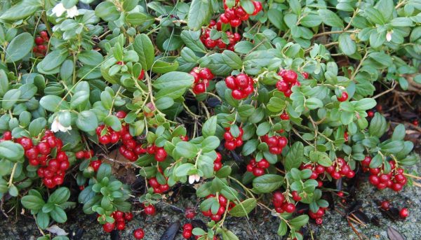 The main medicinal properties of lingonberry