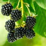Photo of American blackberry varieties