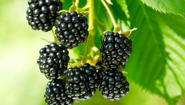 Photo of American varieties of blackberries