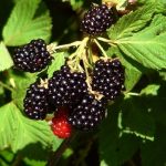 Photo of proper cultivation of blackberries