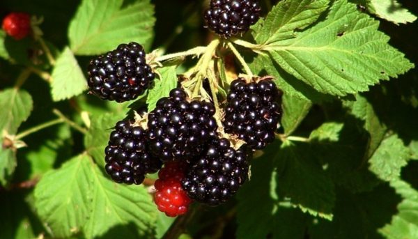 Photo of proper cultivation of blackberries