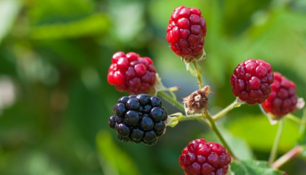 Photo of blackberry harvest